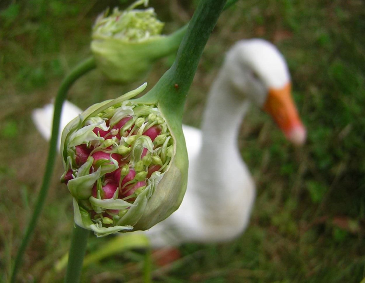 Макросъемка цветок чеснока