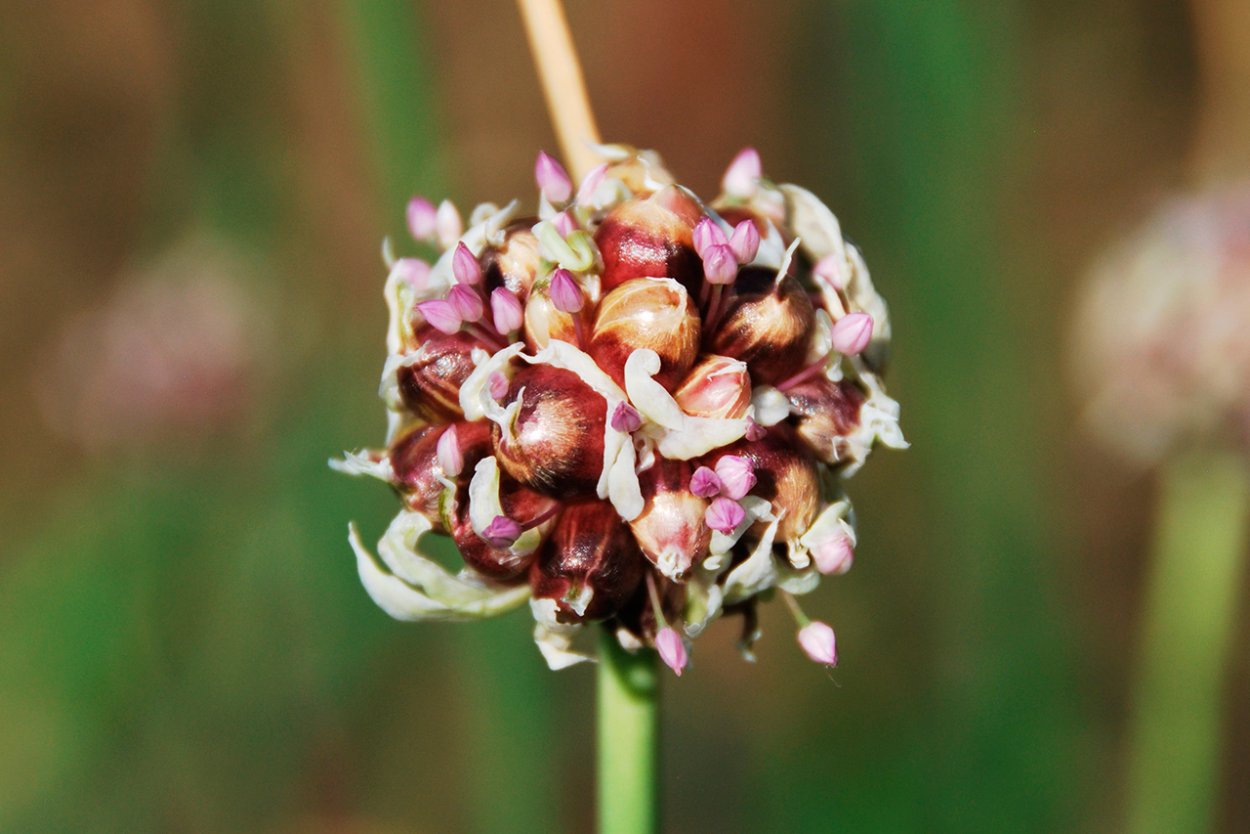 Чеснок цветет
