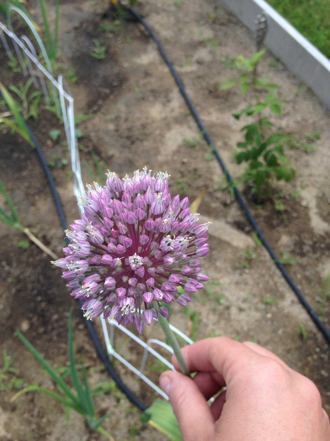 Бульбочки чеснока