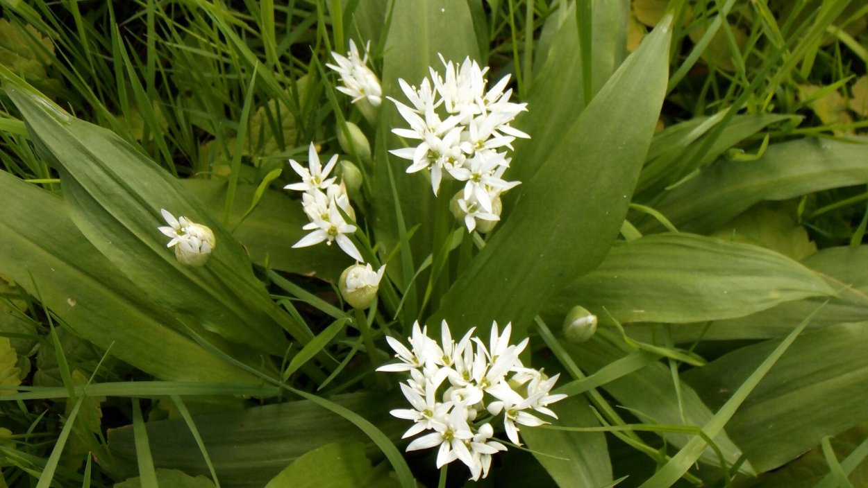 Соцветие чеснока