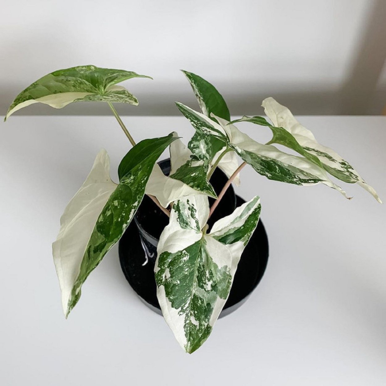 Сингониум неон Пинк