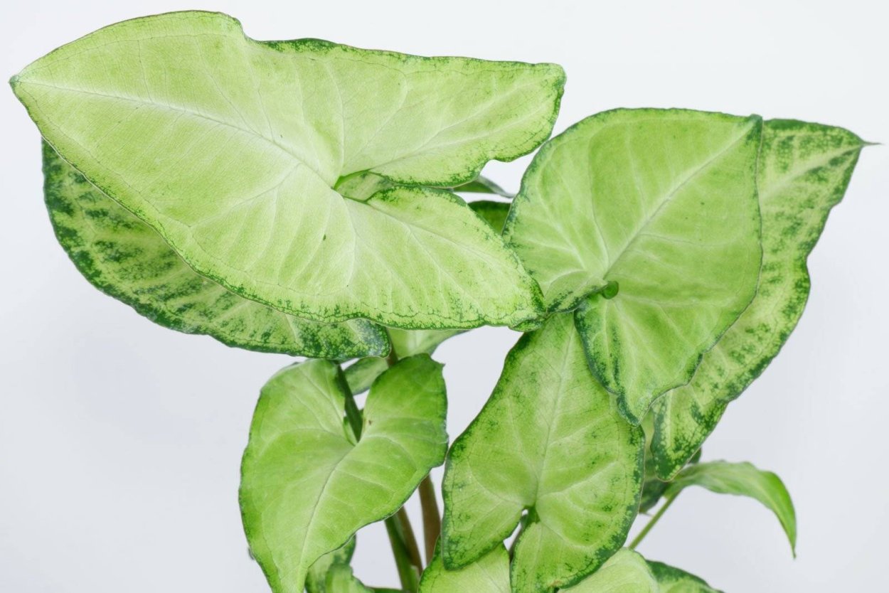 Сингониум Вайт Баттерфляй