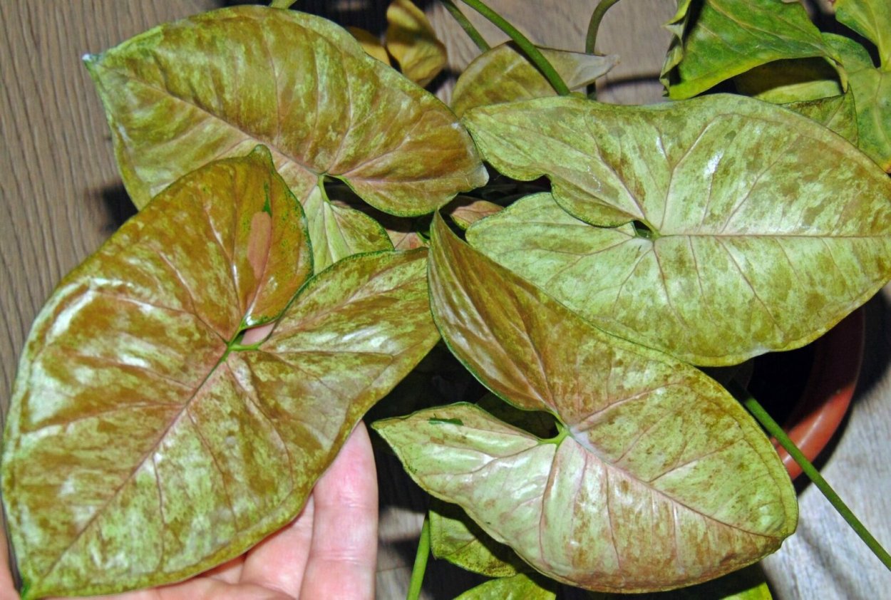 Сорта филодендронов с названиями
