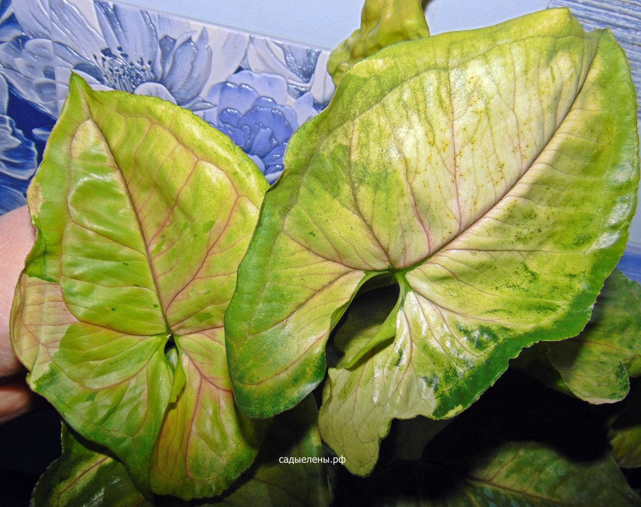 Сингониум Вариегата