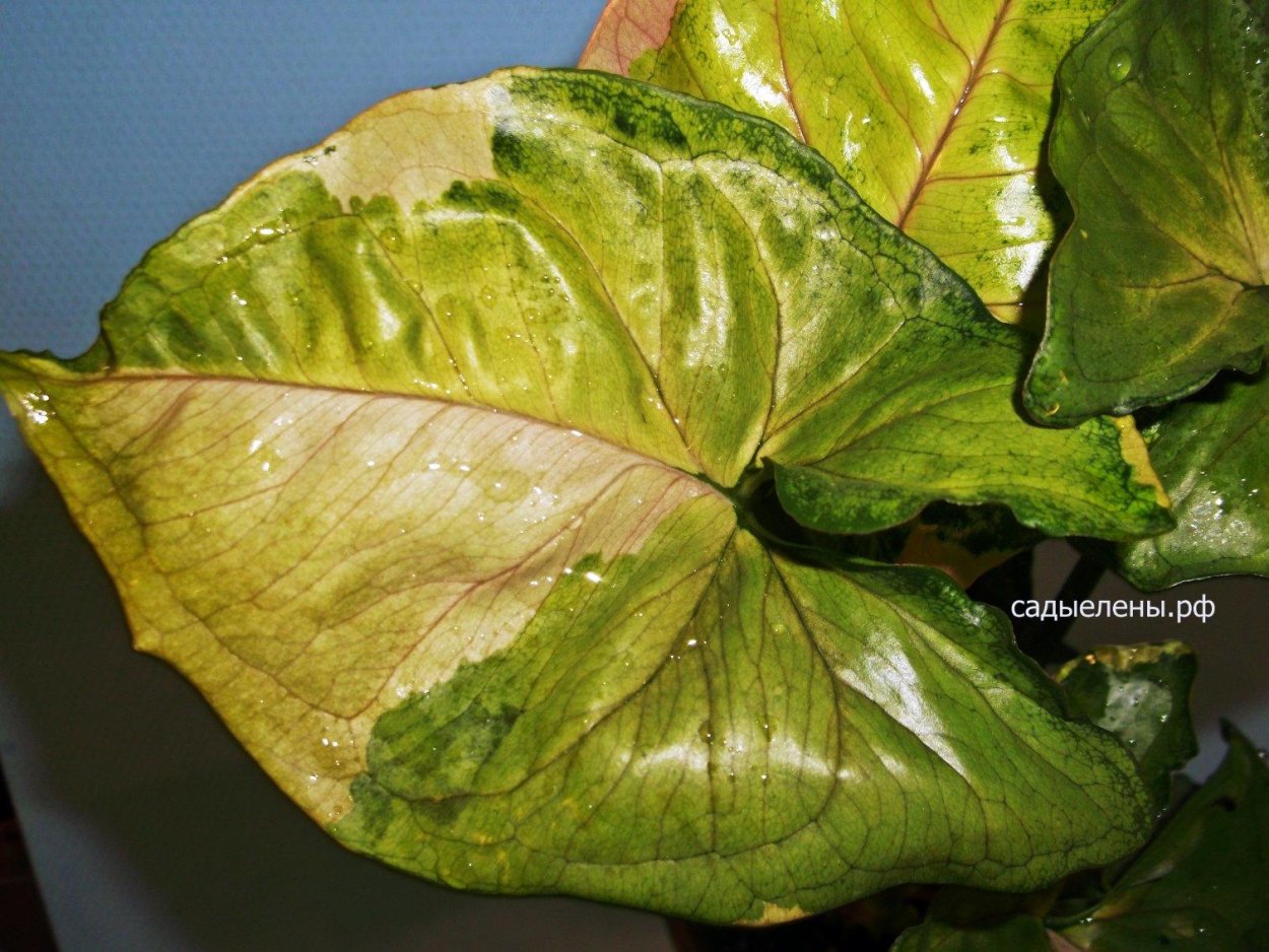 Сингониум Aom nak