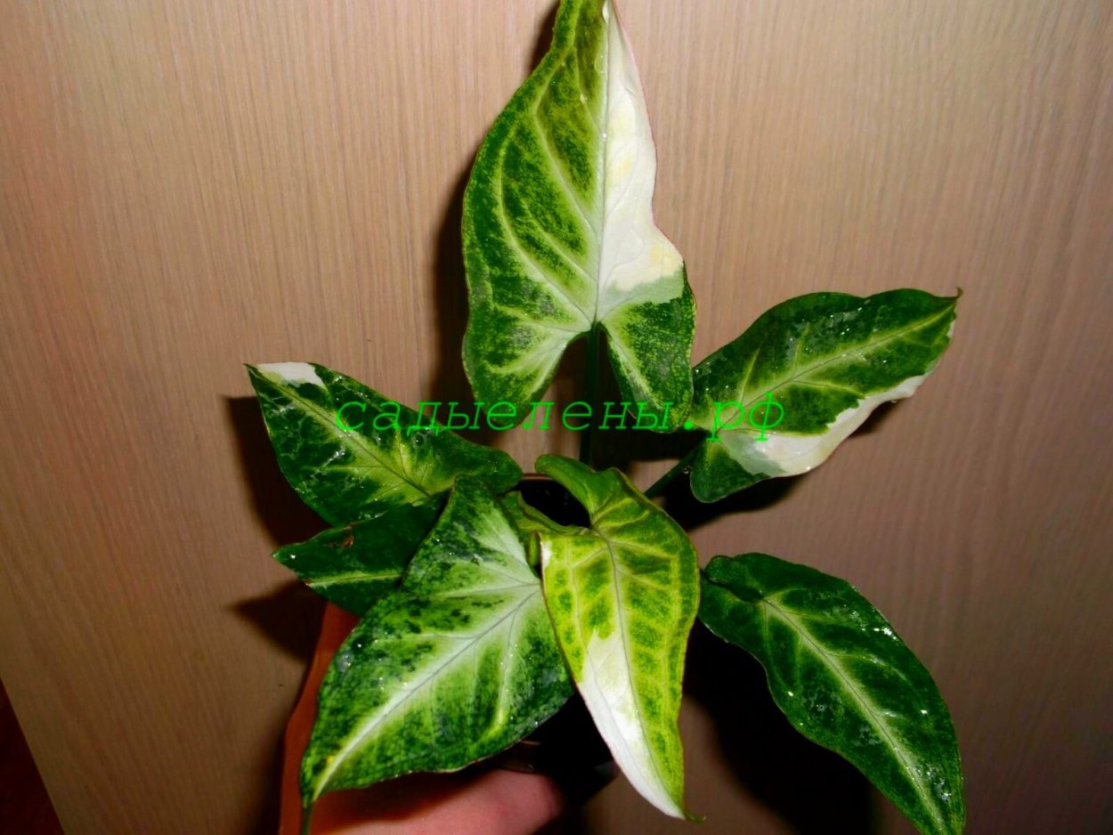 Сингониум White Butterfly