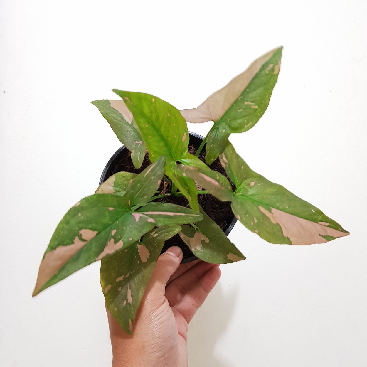 Сингониум Данг Тонг расами