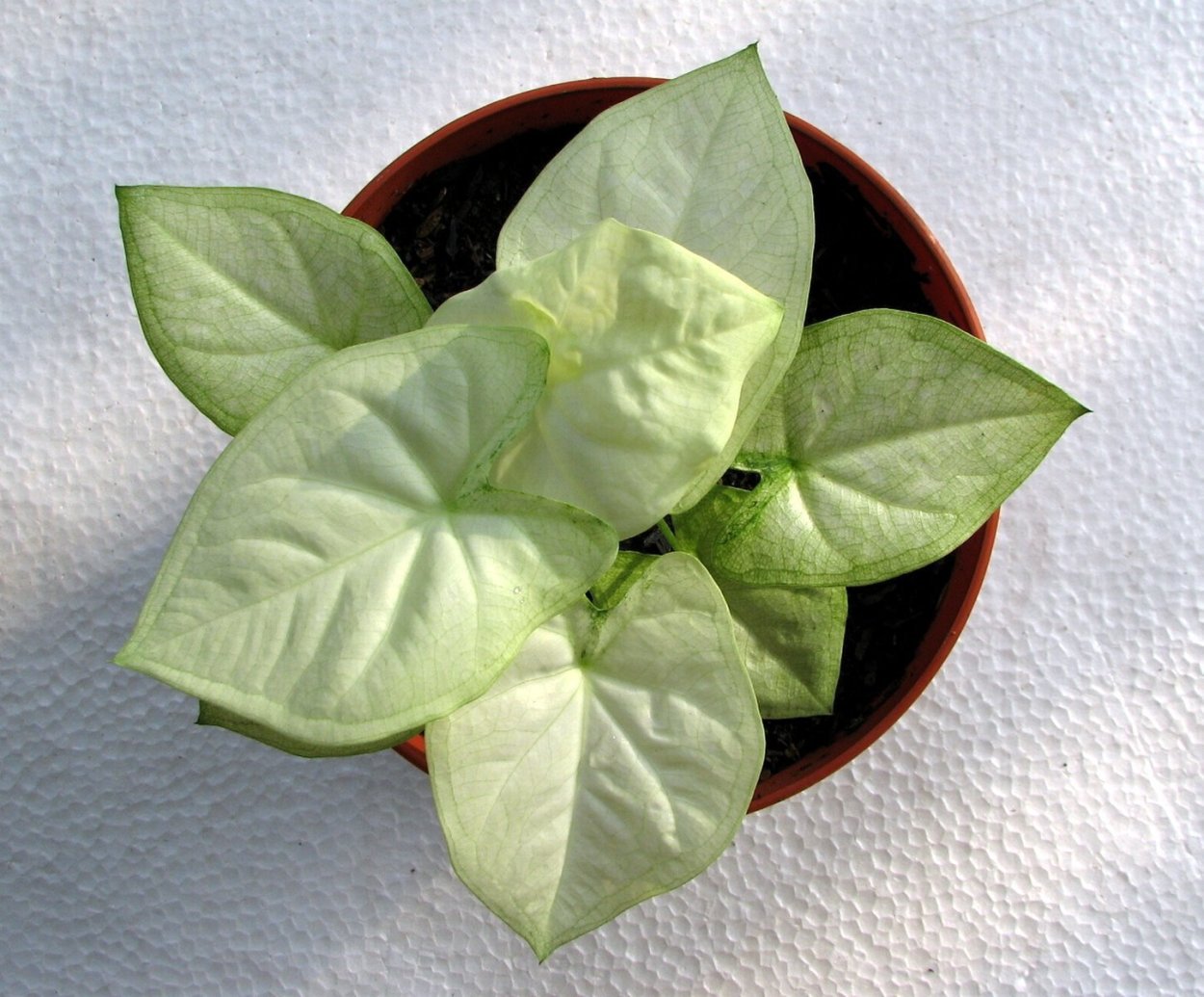 Сингониум Данг Тонг вариегатный