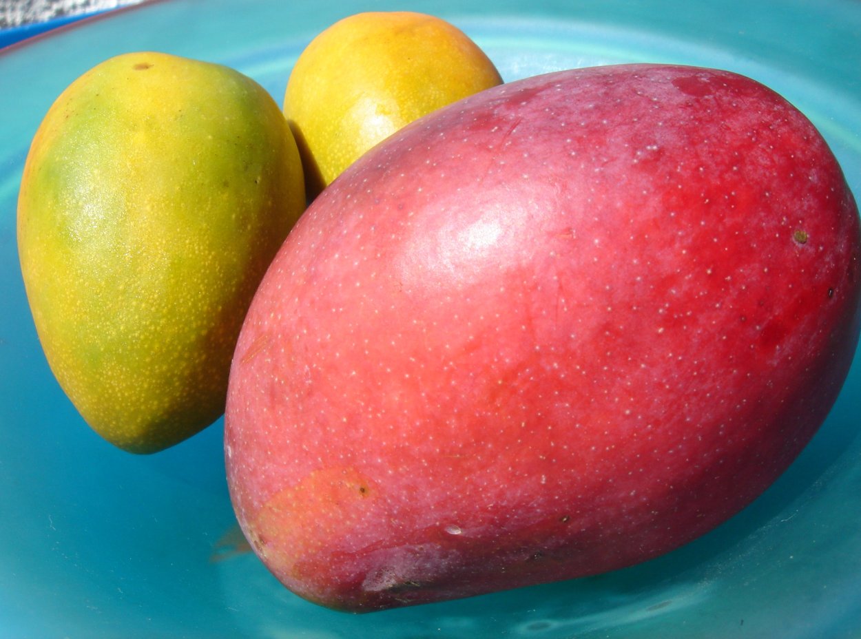 Голубое манго