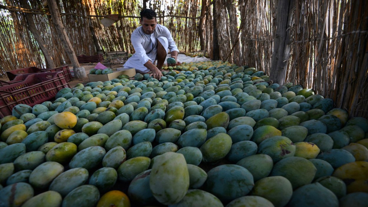 Плантации манго в Египте