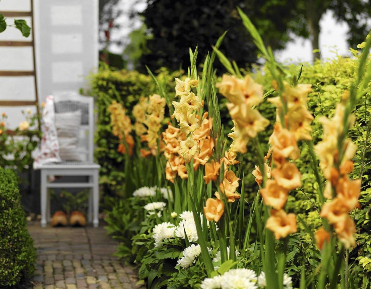 Гладиолусы посадка в горшках