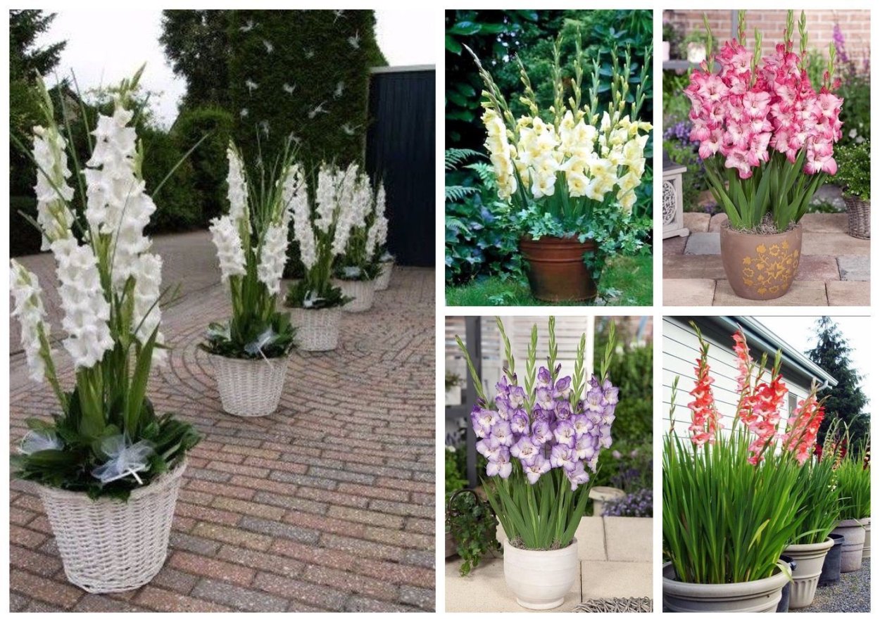 Гладиолус Гламини