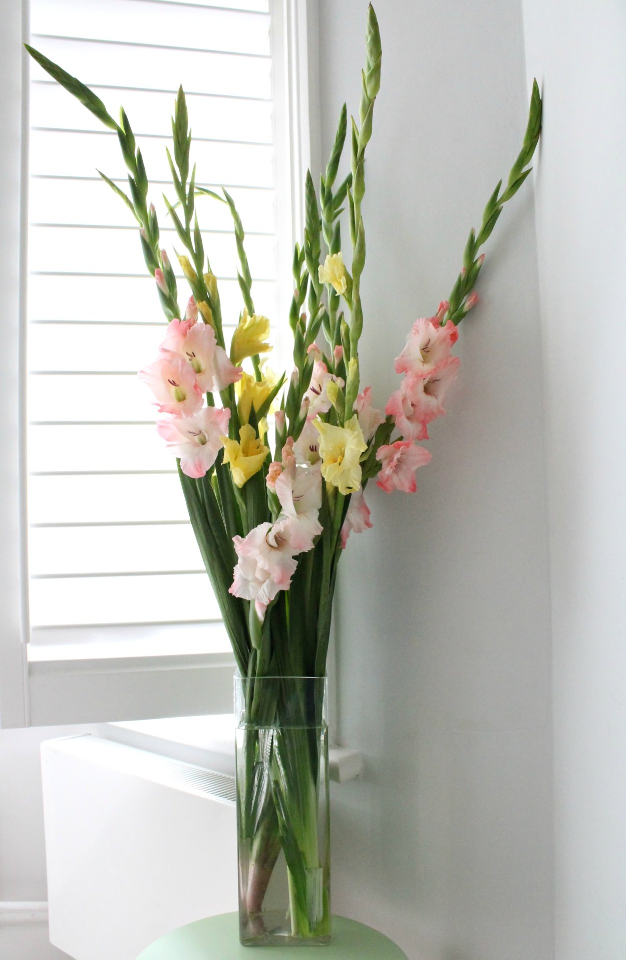 Гладиолус Рига