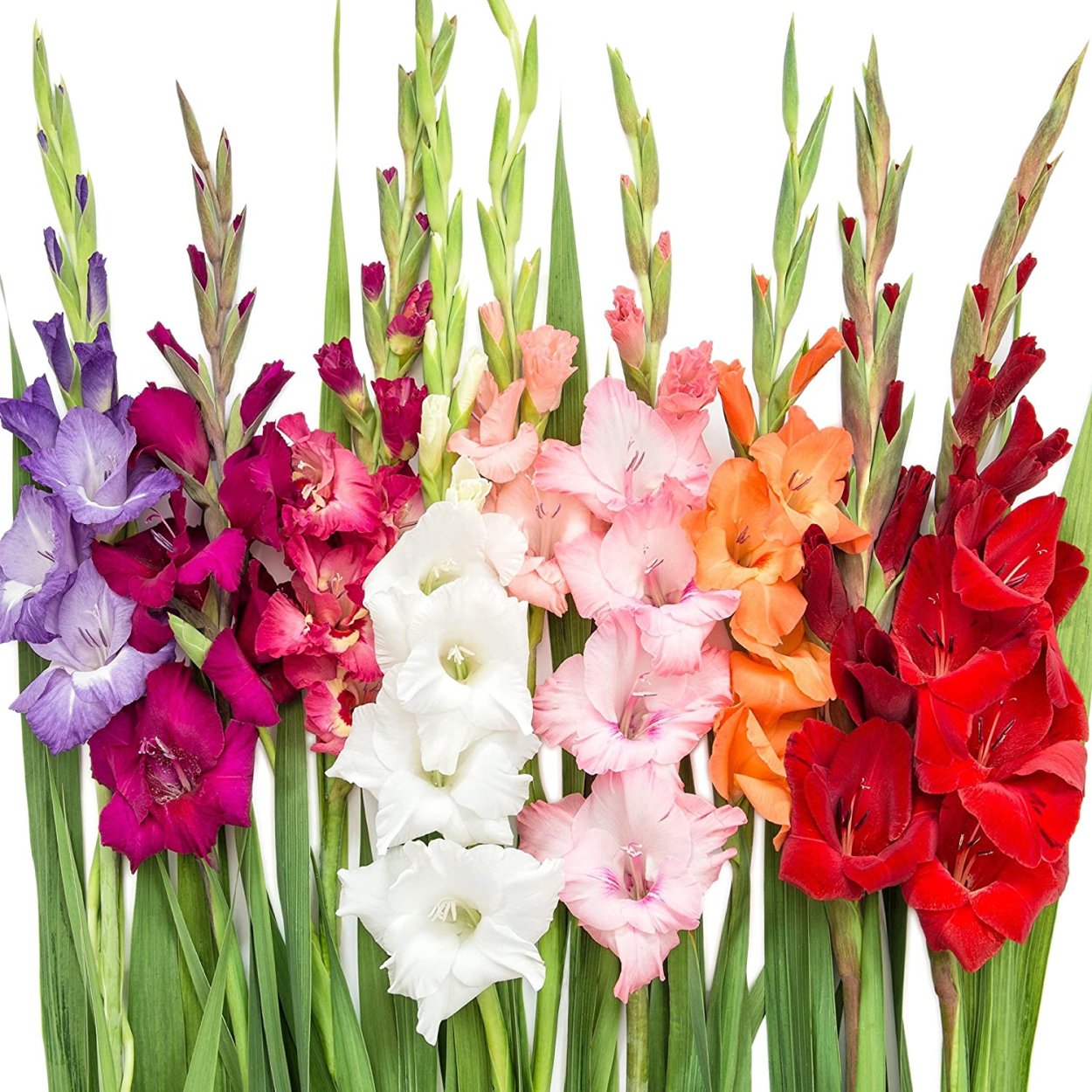 Эухарис Гладиолус