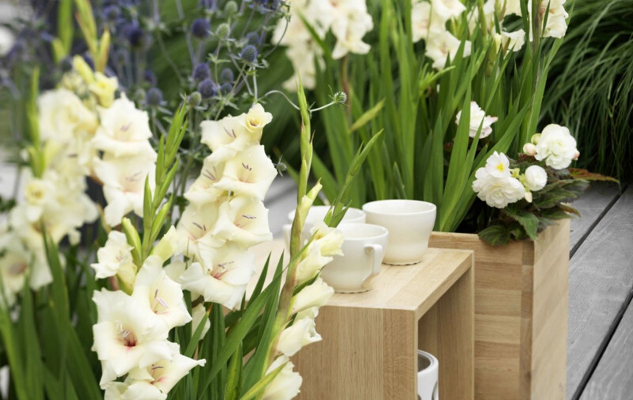 Гладиолус Гламини