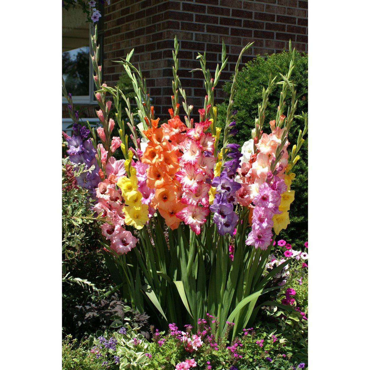 Гладиолусы Гламини Майк