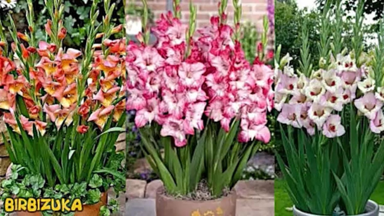 Гладиолусы в горшках