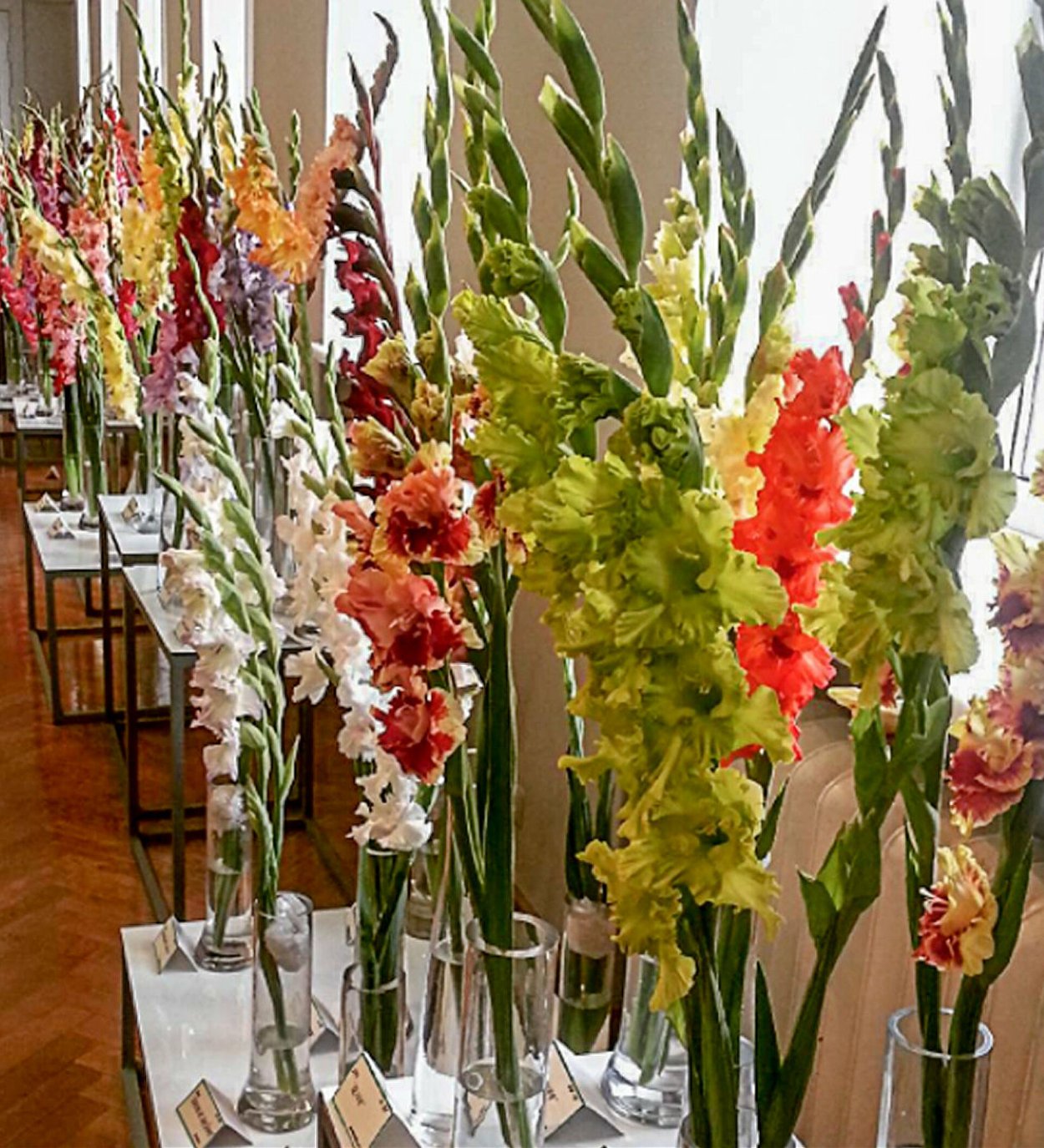 Гладиолусы на клумбе