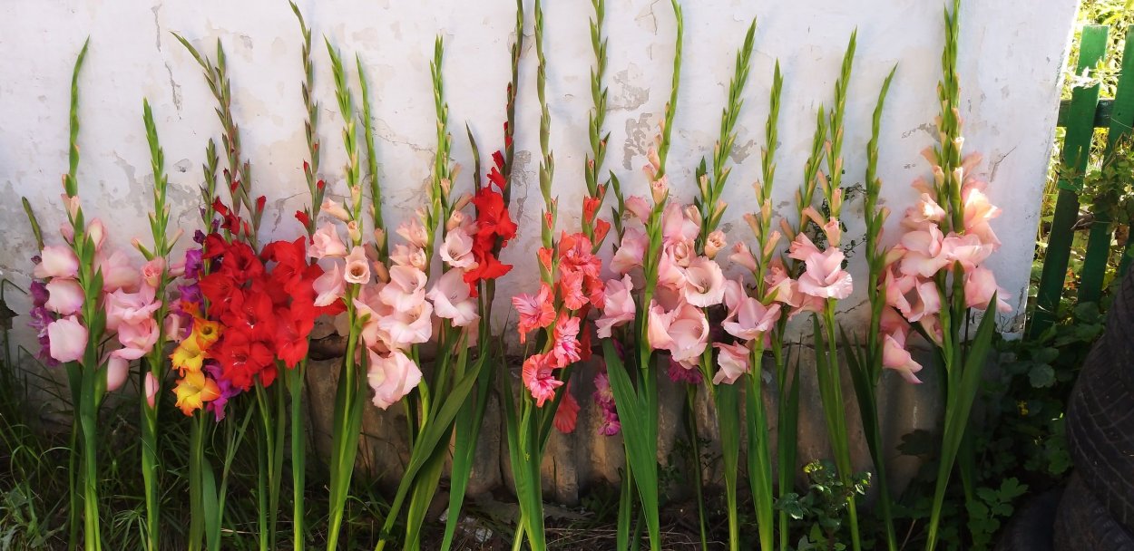 Гладиолус микс многолетка?