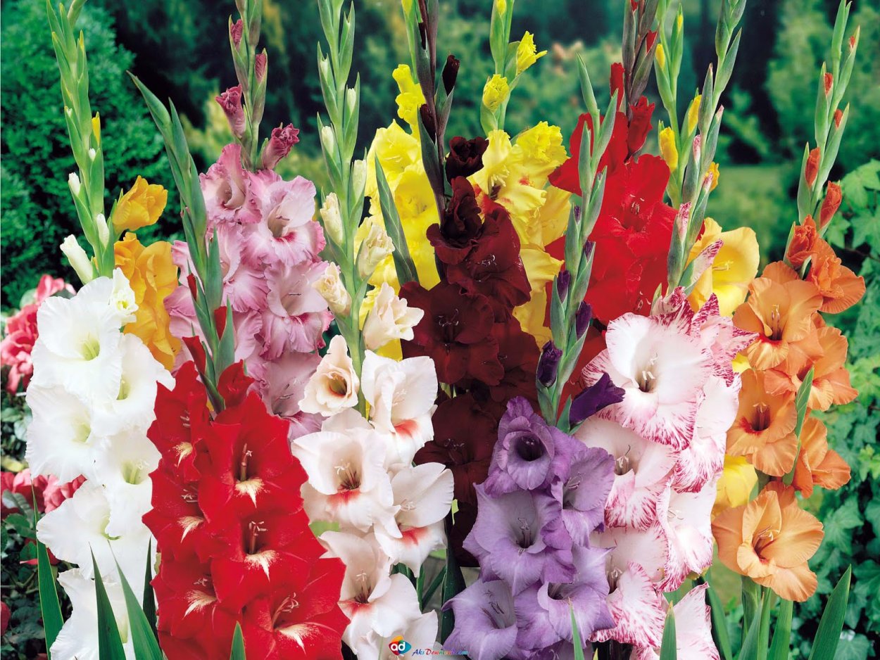 Гладиолус Гламини