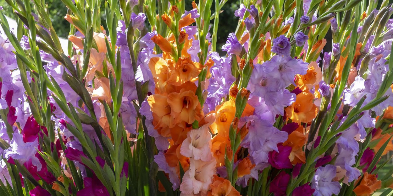 Гладиолусы в горшках