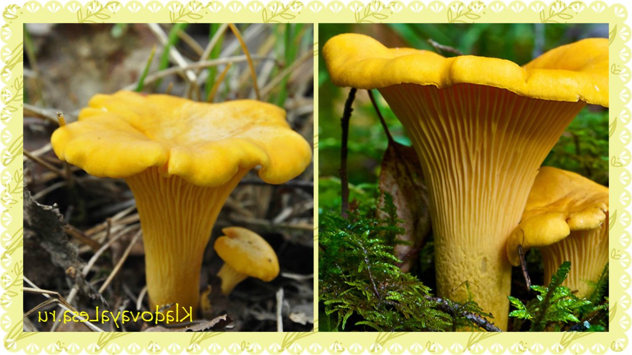 . Лисичка киноварно-красная гриб