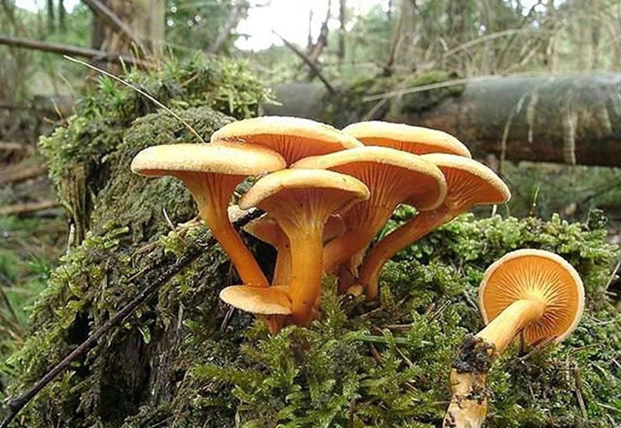 Лисичка бархатистая гриб