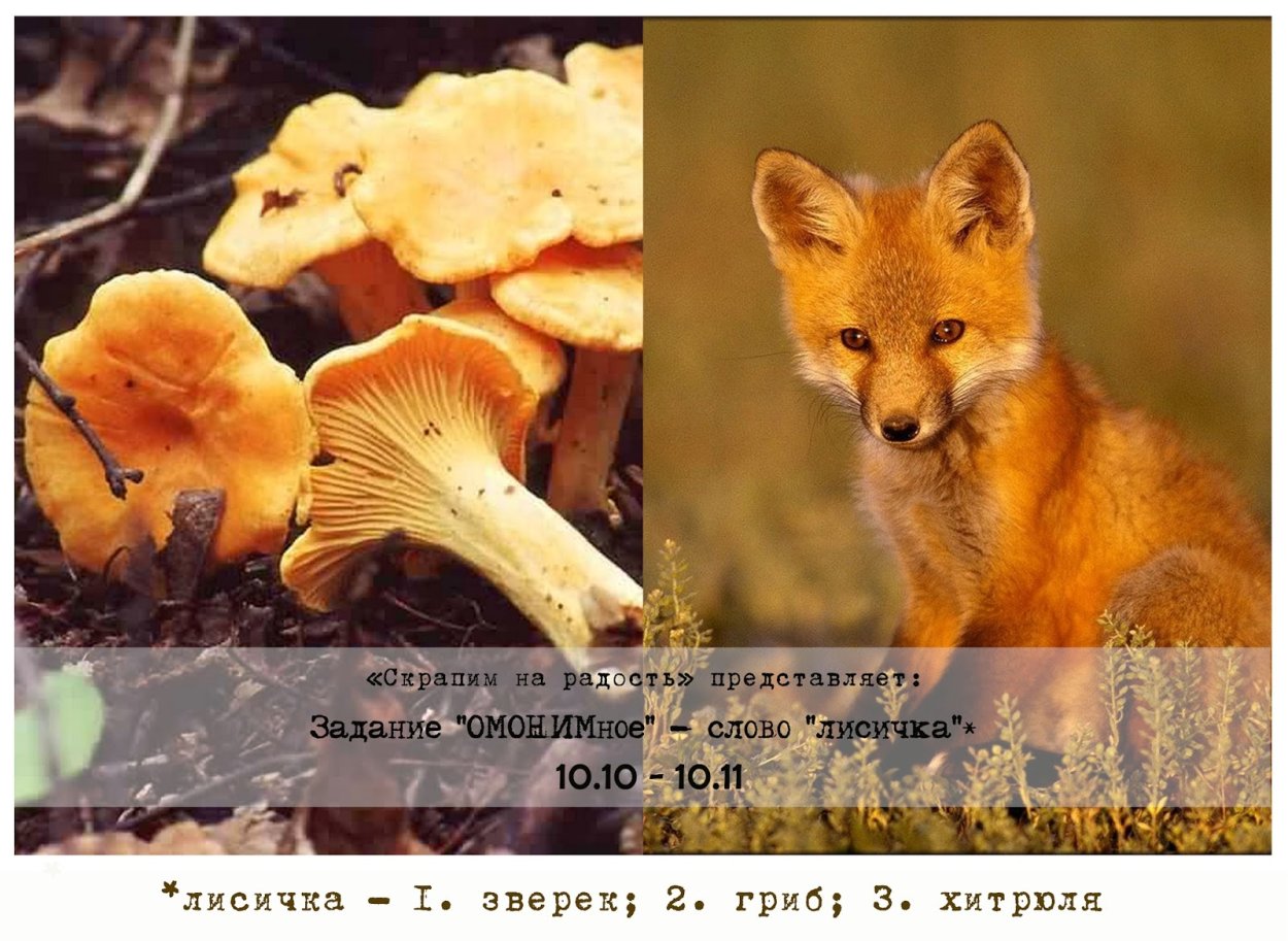 Лисичка обыкновенная гриб