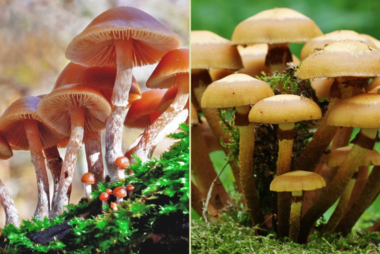 Грибы лисички в тарелке