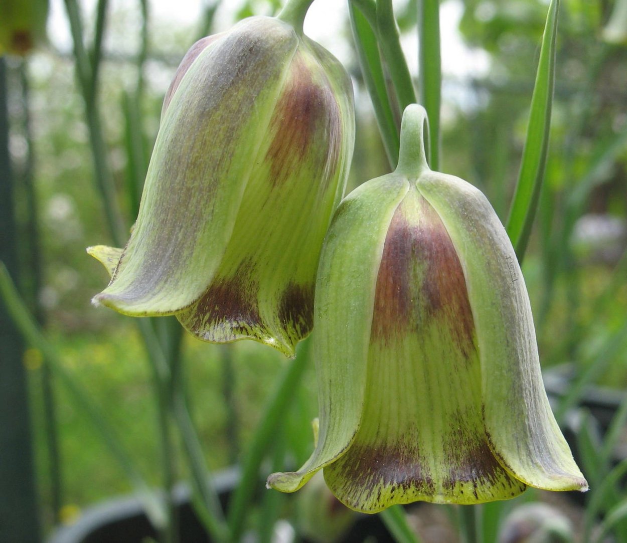 Рябчик Акмопетала (Fritillaria acmopetala)