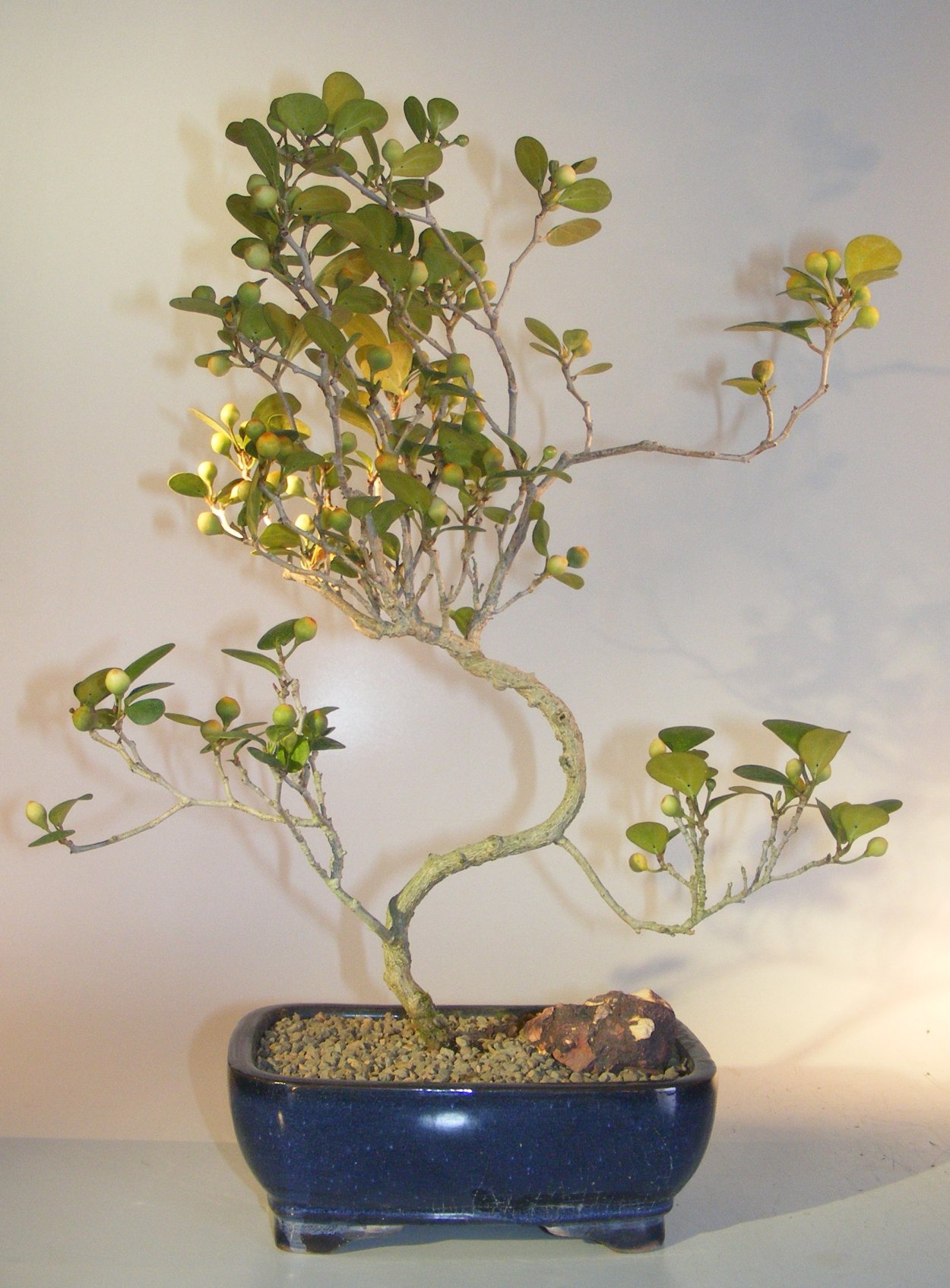 Ficus deltoidea (фикус дельтовидный) .