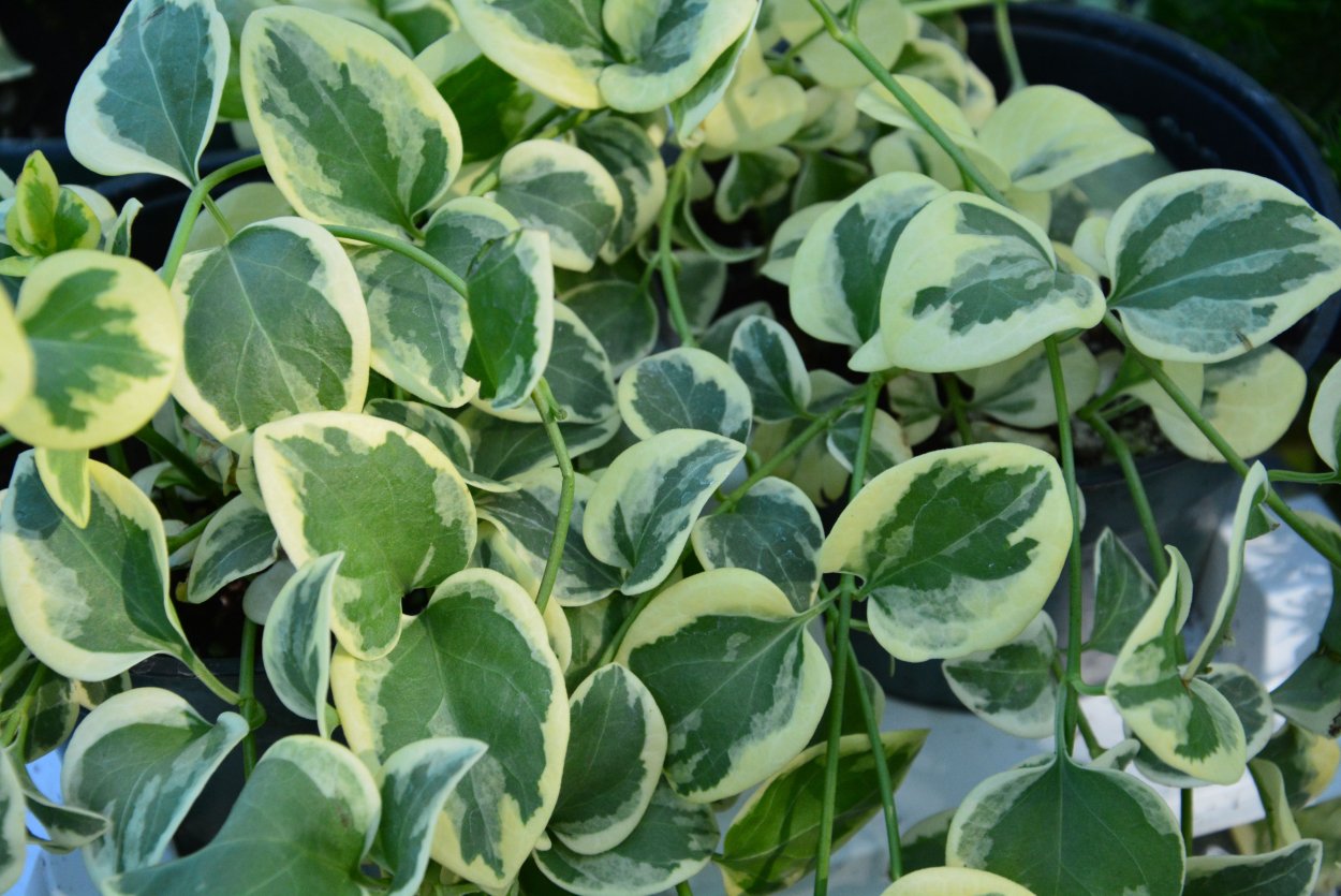 Рис 7.6 Ficus elastica Roxb. Ex Hornem