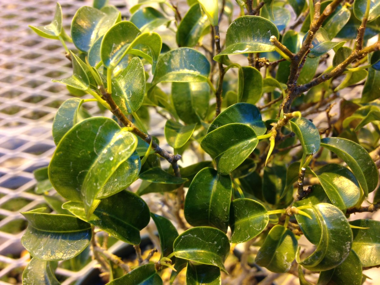 Ficus deltoidea (фикус дельтовидный) .
