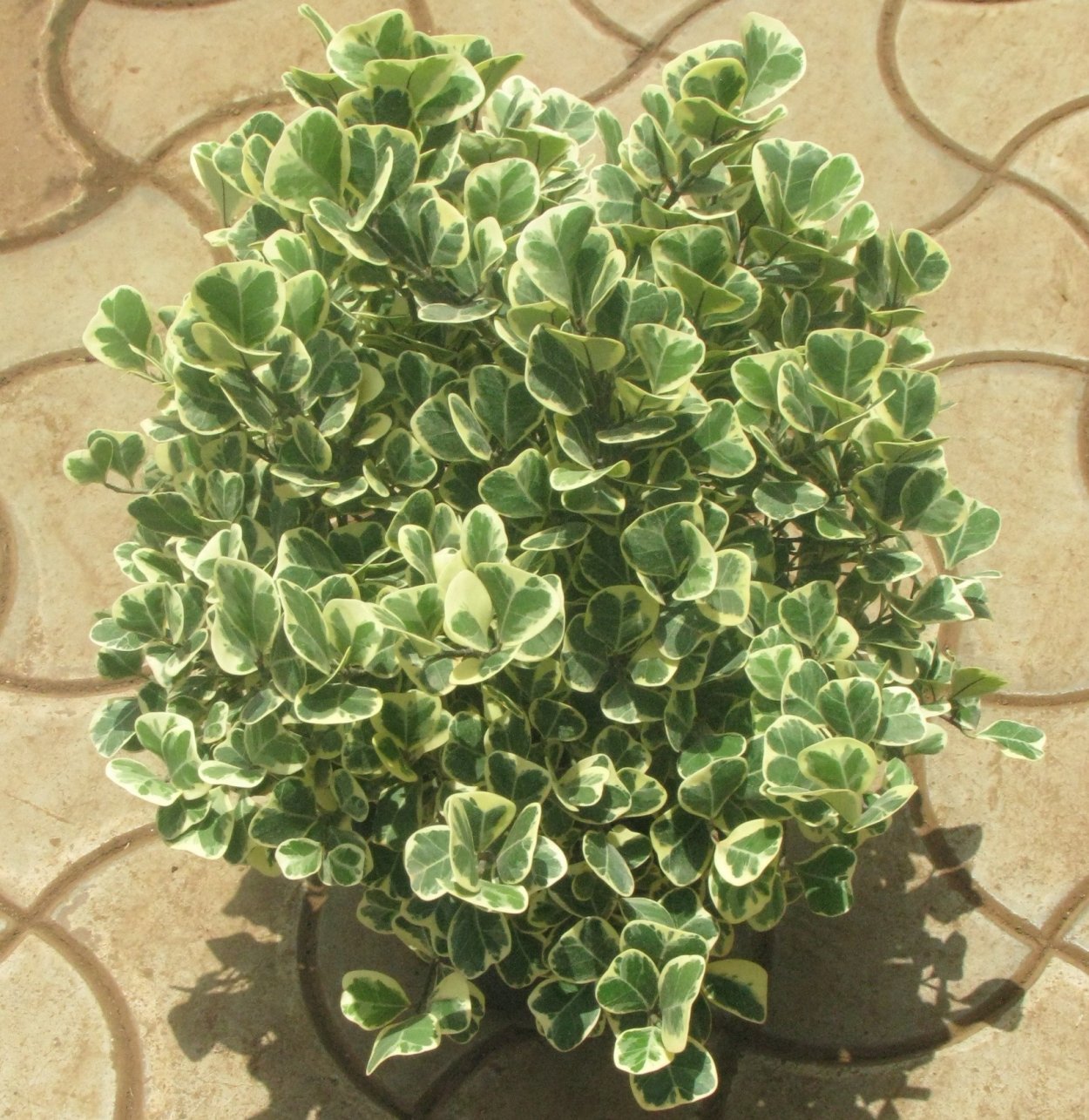 Фикус Вайт марджин