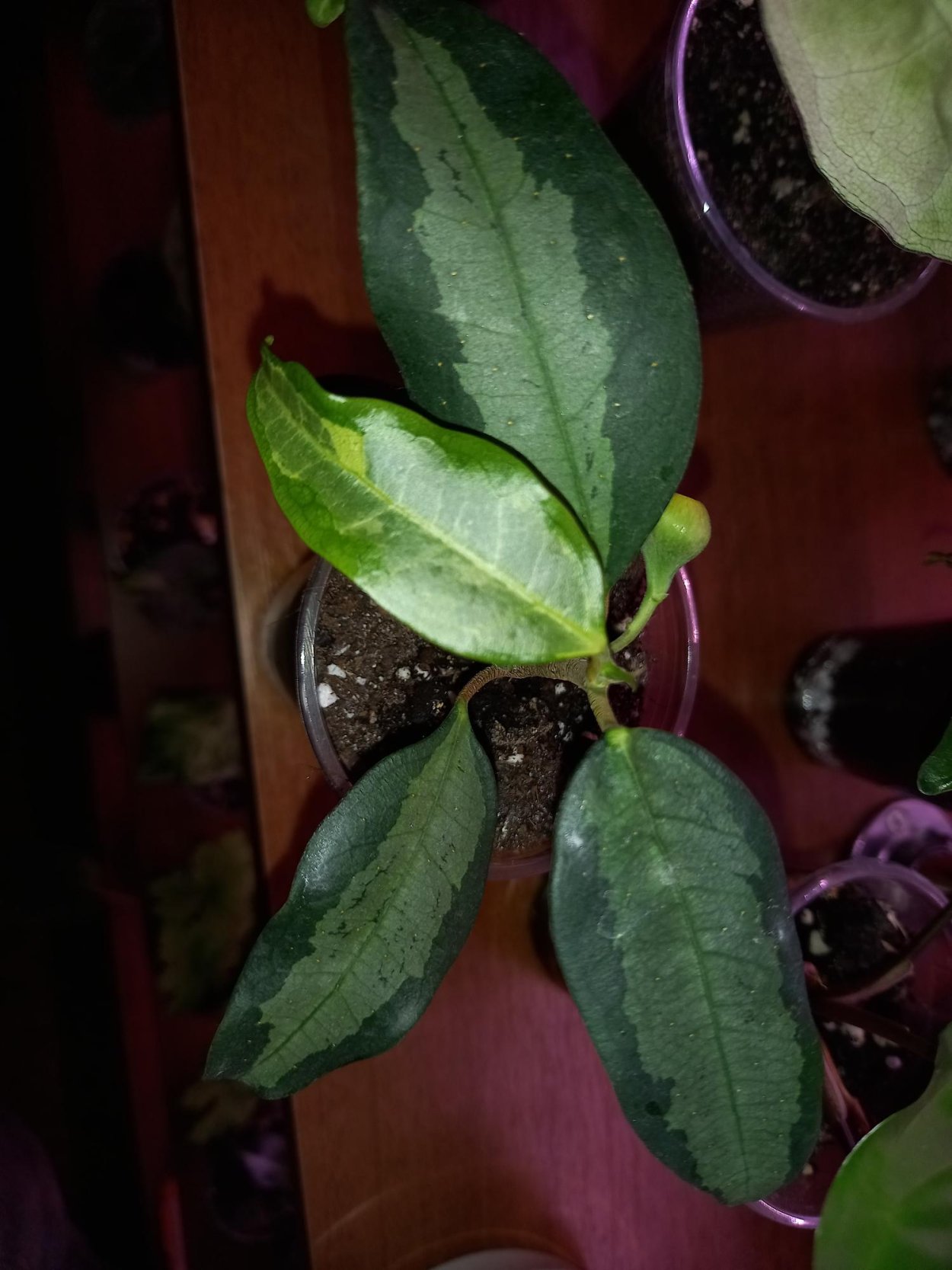 Фикус deltoidea variegata