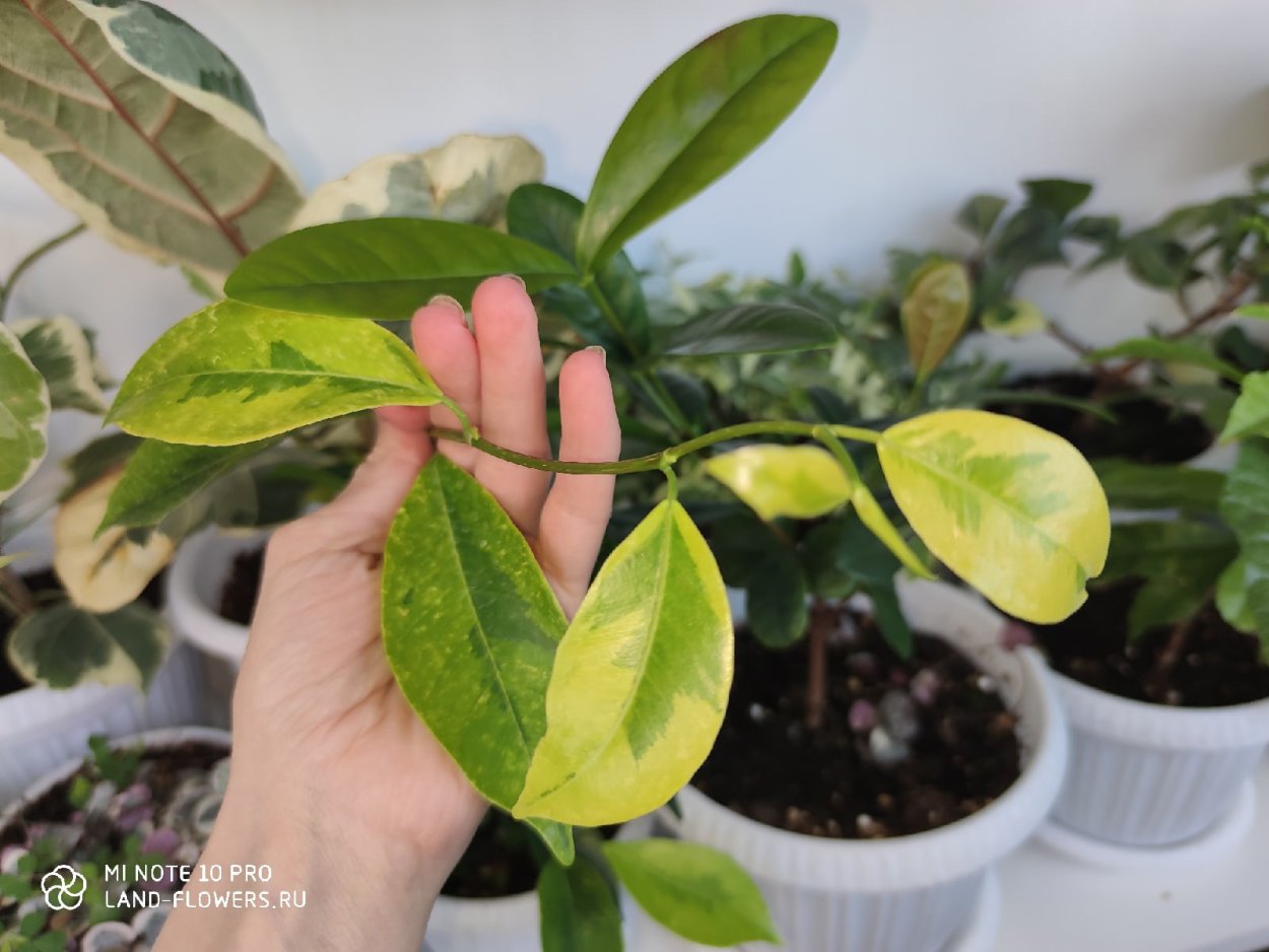 Фикус Триангулярис