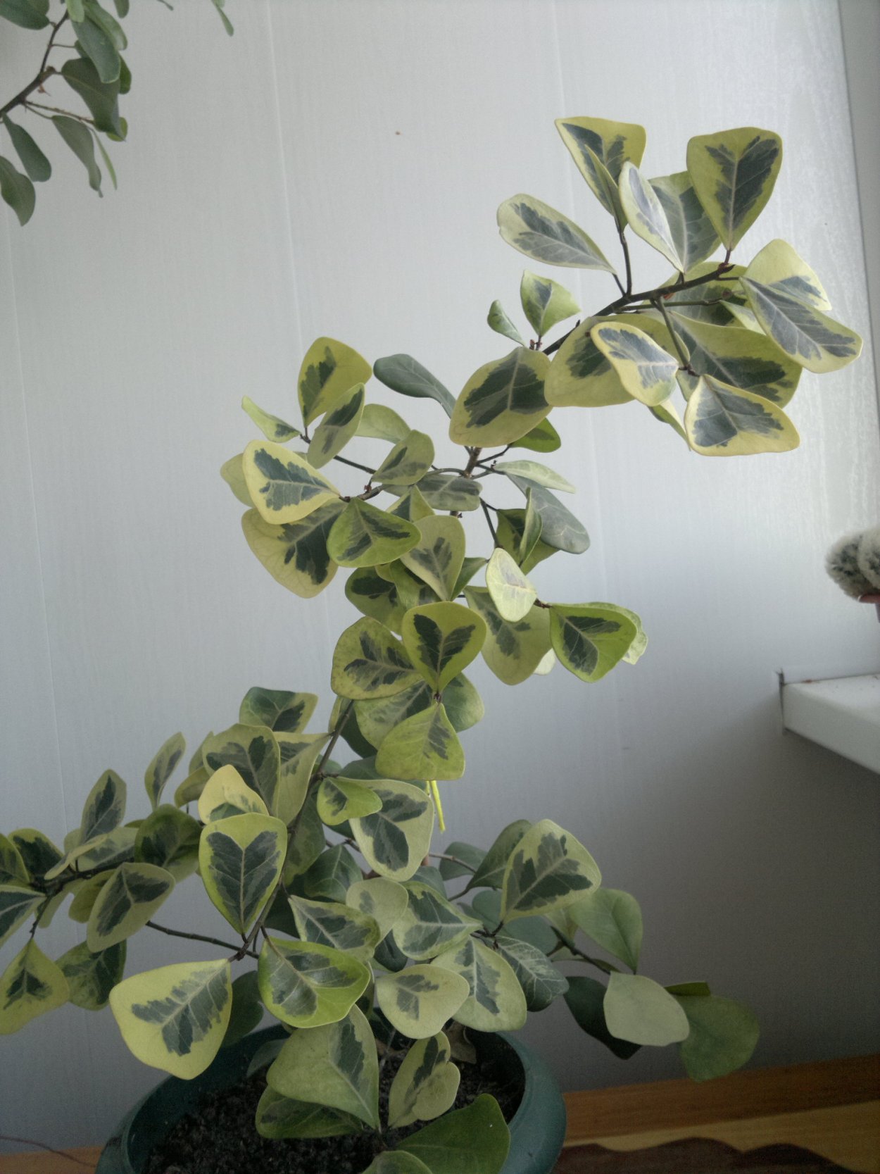 Хойя диверсифолия Hoya diversifolia