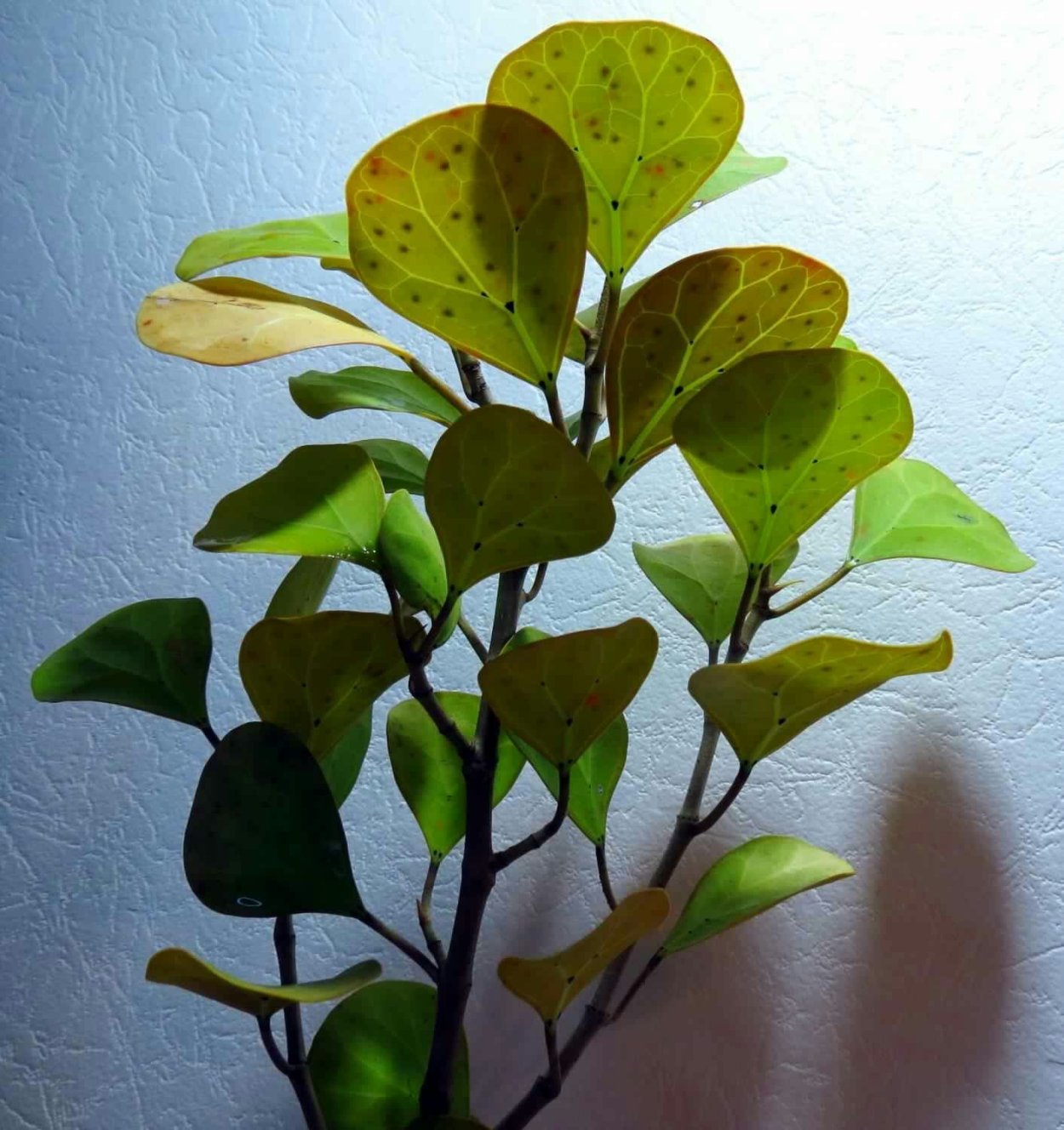 Хойя Карноза Вариегата,Триколор