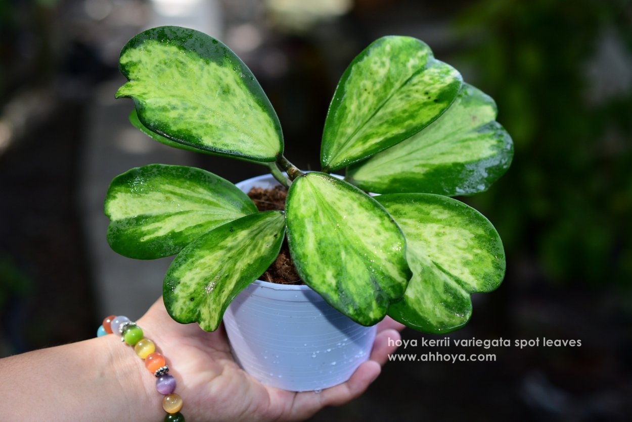 Фикус дельтовидный Оливия