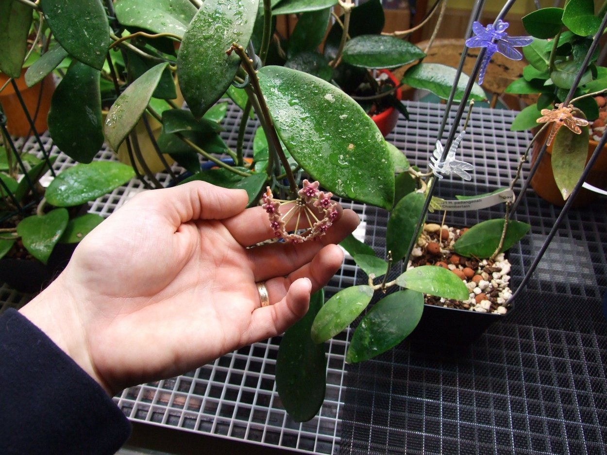 Фикус Барокко Ирен