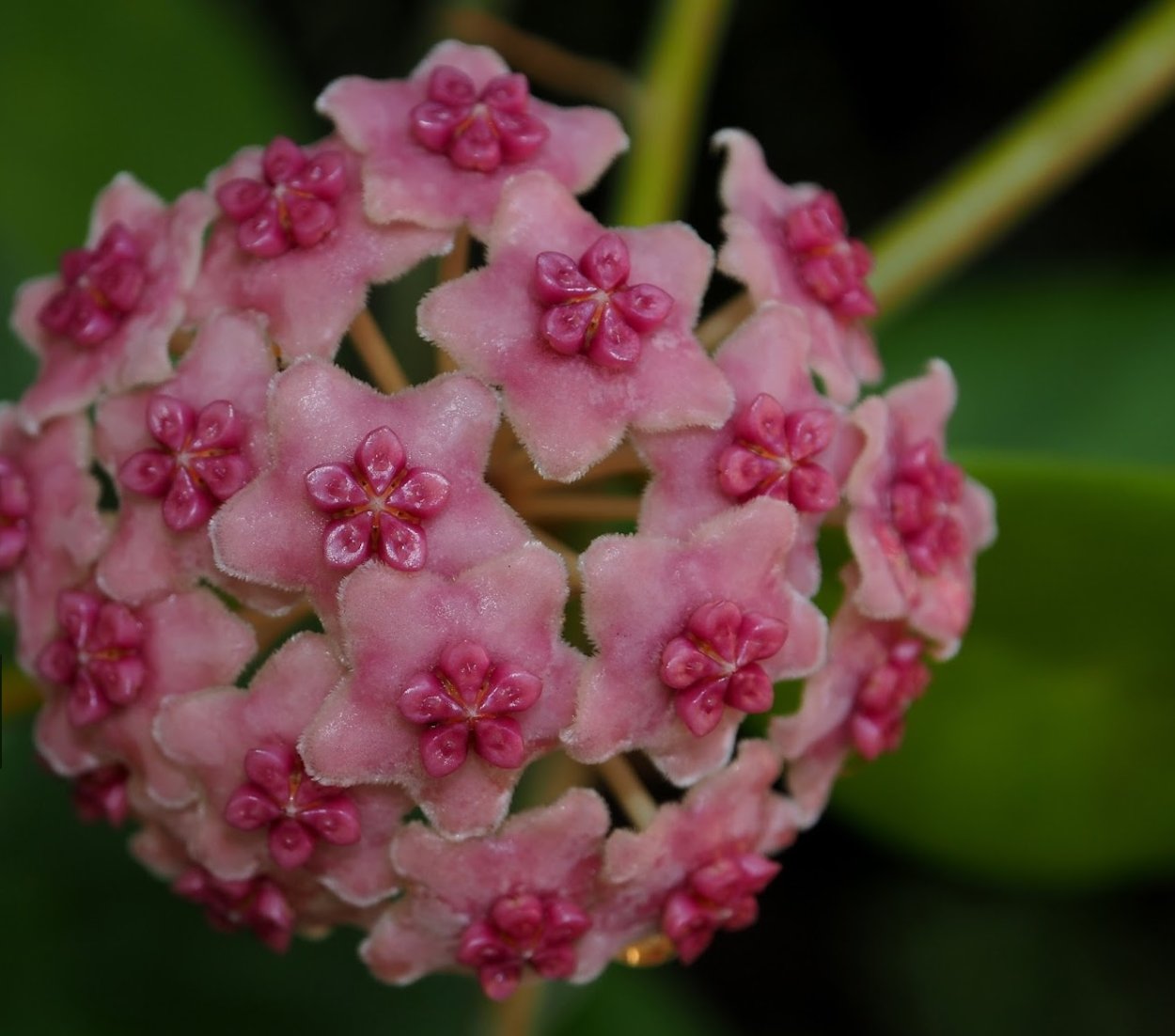 Хойя диверсифолия