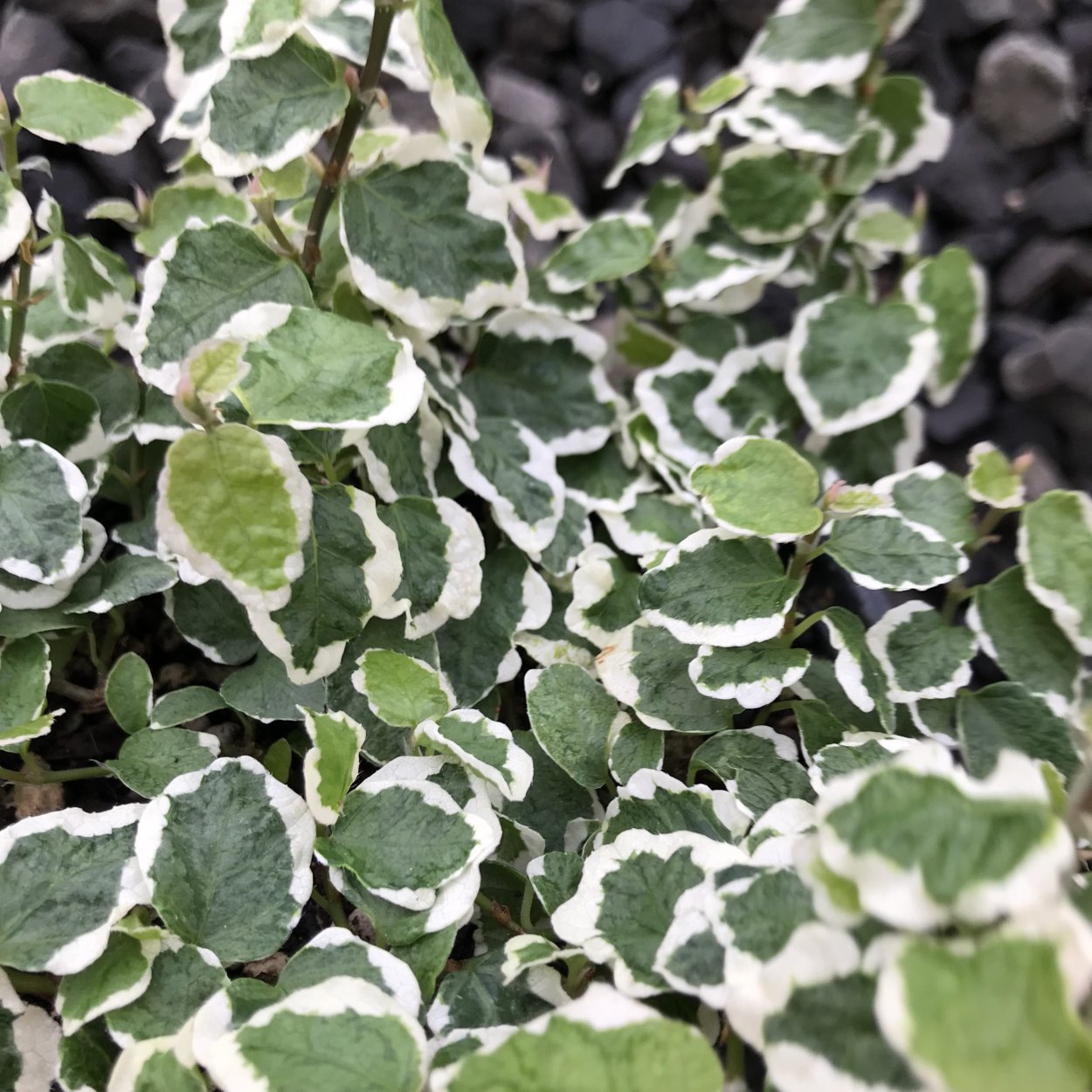 Цветок фикус разнолистный