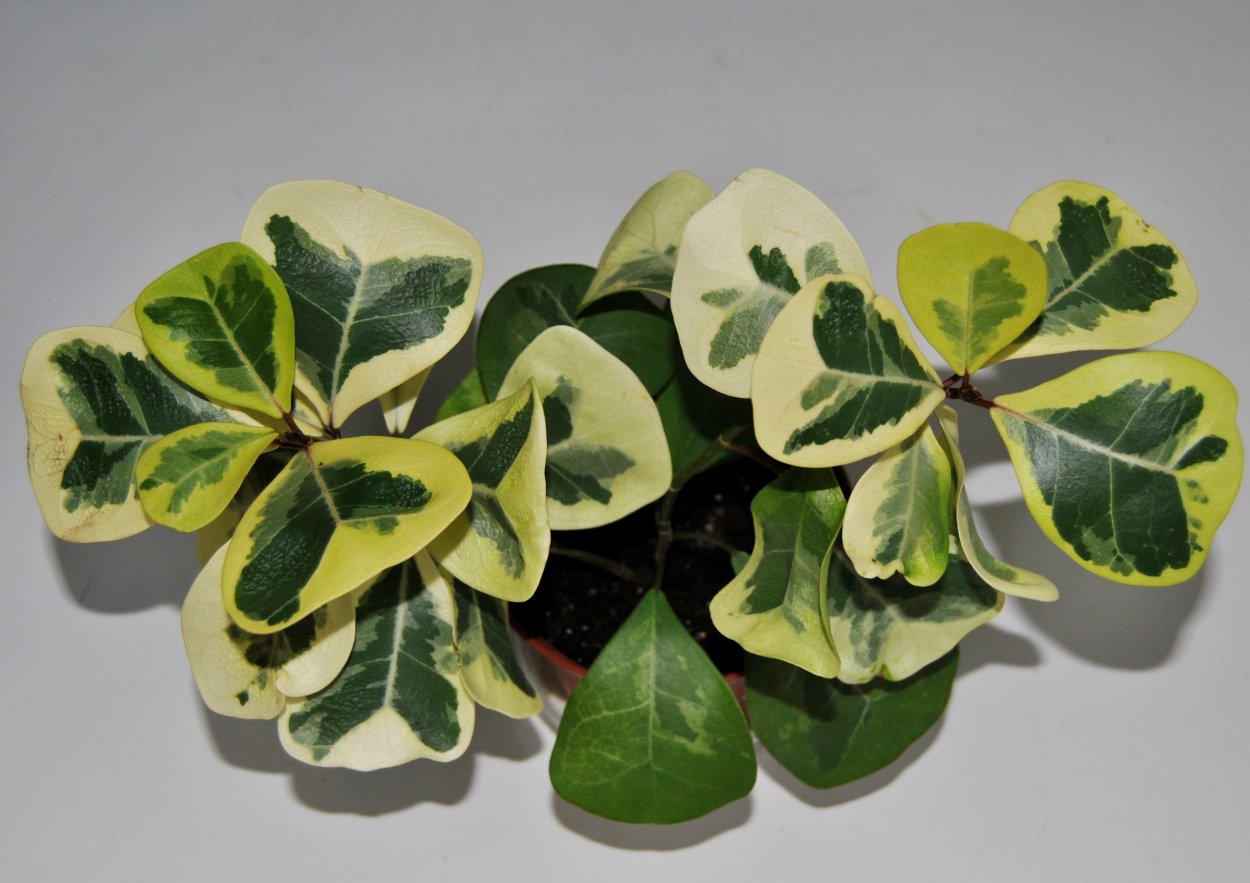 Фикус дельтовидный вариегатный