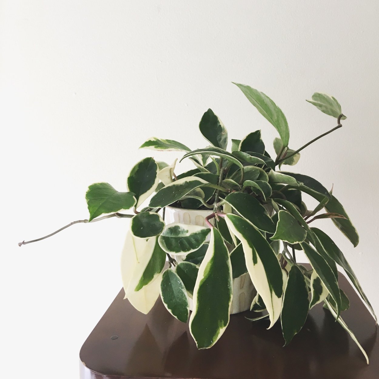 Фикус Грин Айленд вариегатный