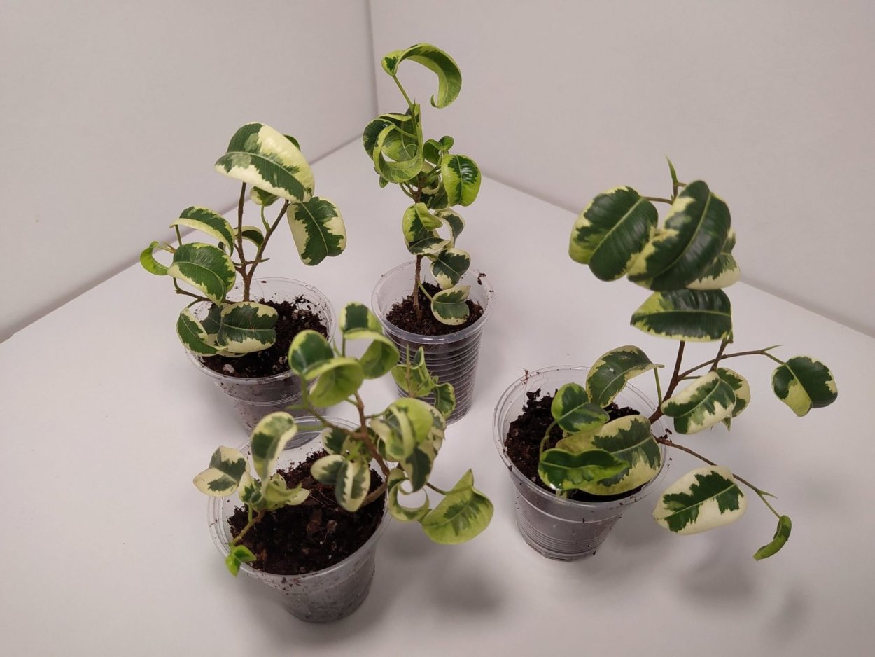 Хойя диверсифолия Hoya diversifolia