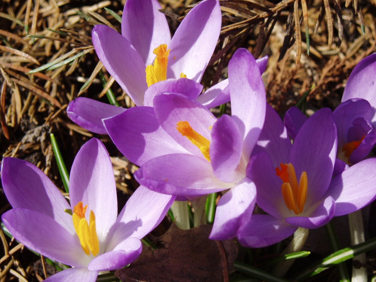 Крокус белый цветок первоцвет