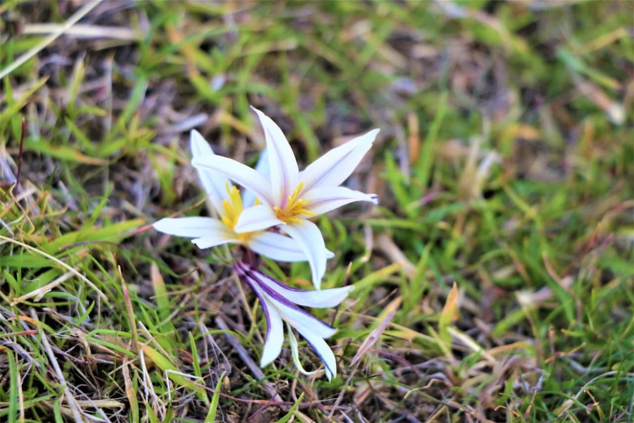 Первоцветы крокусы