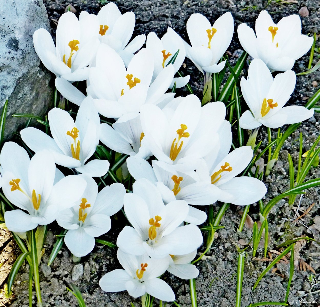 Первоцветы крокусы