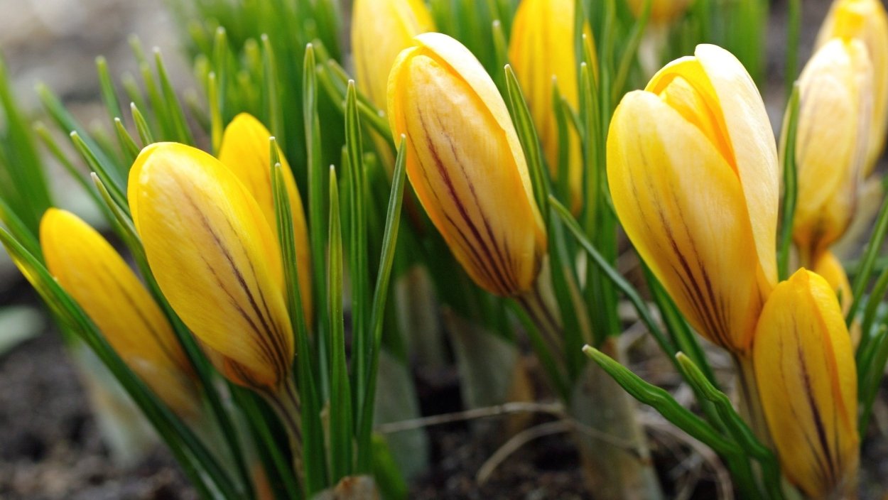 Бойчечак Гули