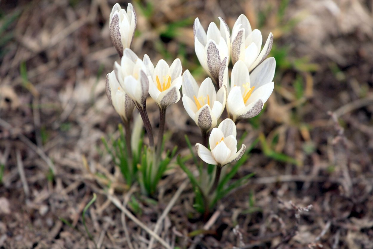 Есть ли желтые подснежники